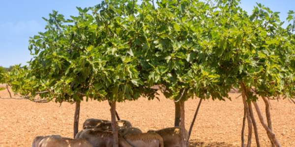 Flock of sheep sheltering from the heat under a fig tree in the summer.