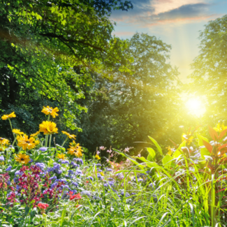 Wildflowers blooming in a vibrant green landscape with the sun setting in the background.