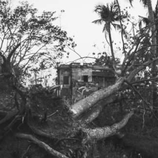 Black and white photo of a tree uprooted from a cyclone in India with a house in the background.